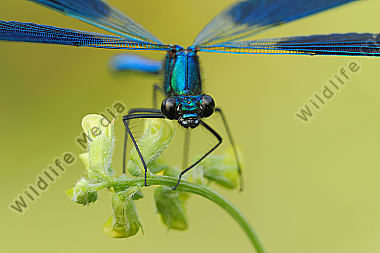 Gebaenderte Prachtlibelle Calopteryx splendens
