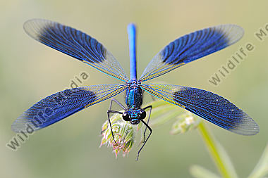 Gebaenderte Prachtlibelle Calopteryx splendens