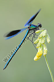 Gebaenderte Prachtlibelle Calopteryx splendens
