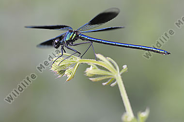 Gebaenderte Prachtlibelle Calopteryx splendens