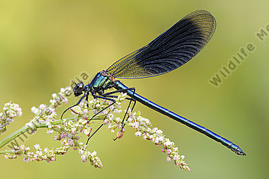 Gebaenderte Prachtlibelle Calopteryx splendens
