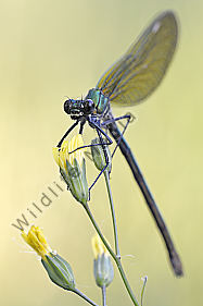 Gebaenderte Prachtlibelle Calopteryx splendens