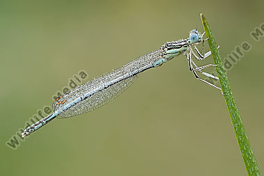 Gemeine-Federlibelle-Platycnemis-pennipes