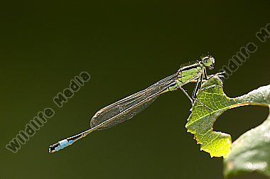 Große-Pechlibelle-Ischnura-elegans