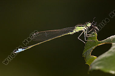 Große-Pechlibelle-Ischnura-elegans
