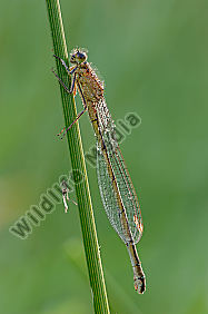 Große-Pechlibelle-Ischnura-elegans