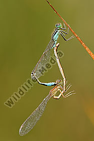 Große-Pechlibelle-Ischnura-elegans
