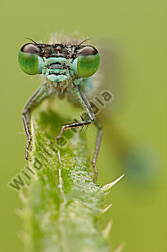 Große-Pechlibelle-Ischnura-elegans