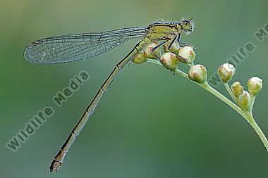 Große-Pechlibelle-Ischnura-elegans