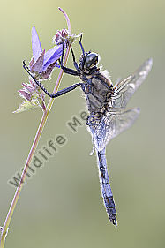 Großer Blaupfeil Orthetrum cancellatum