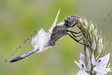 Großer Blaupfeil Orthetrum cancellatum