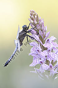 Großer Blaupfeil Orthetrum cancellatum