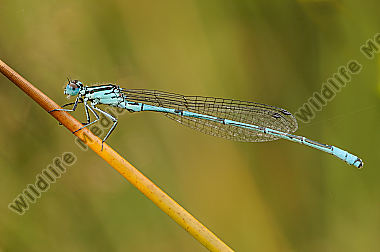 Hufeisenazurjungfer-Coenagrion-puella