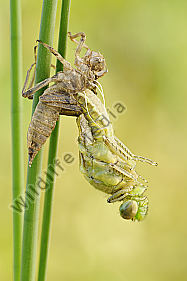 Keiljungfer Gomphus sp.