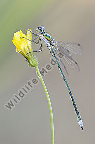 Kleine Binsenjungfer Lestes virens vestalis
