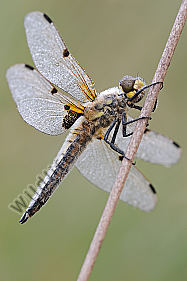Vierfleck Libellula quadrimaculata