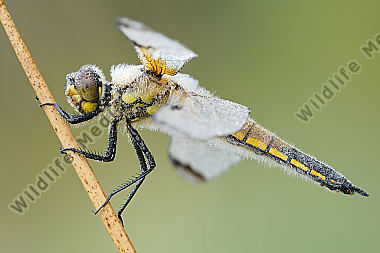 Vierfleck Libellula quadrimaculata