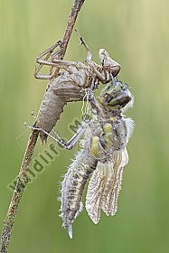 Vierfleck Libellula quadrimaculata