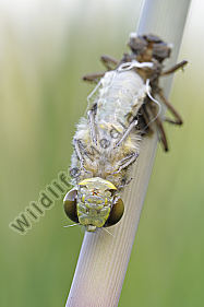 Vierfleck Libellula quadrimaculata