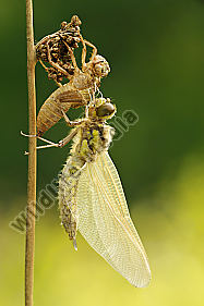 Vierfleck Libellula quadrimaculata