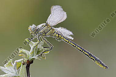 Westliche Keiljungfer Gomphus pulchellus