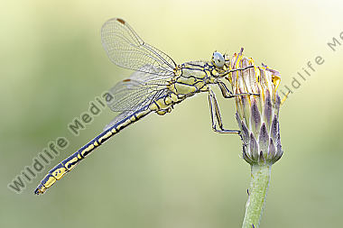 Westliche Keiljungfer Gomphus pulchellus