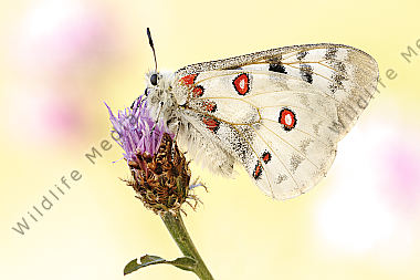 Apollofalter Parnassius apollo vinningensis