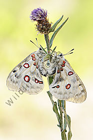 Apollofalter Parnassius apollo vinningensis