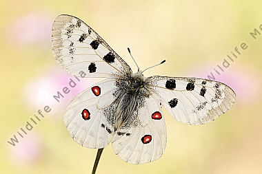 Apollofalter Parnassius apollo vinningensis