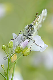 Aurorafalter Anthocaris cardamines