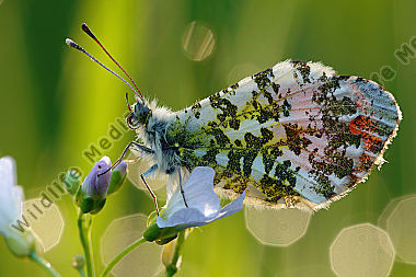Aurorafalter Anthocaris cardamines