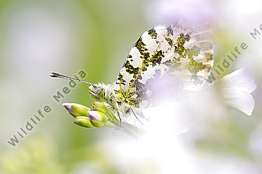 Aurorafalter Anthocaris cardamines