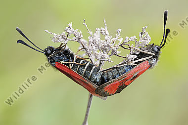 Beilfleckwiddwechen Zygaena loti