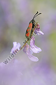 Beilfleckwiddwechen Zygaena loti