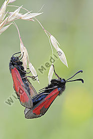 Bibernellwidderchen Zygaena minos