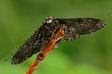 Birkenspanner-Biston-betularia