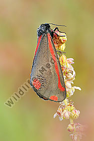 Blutbär Tyria jacobaea