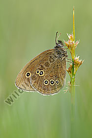 Brauner Waldvogel Aphantopus hyperantus