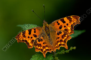 C-Falter-Polygonia-c-album