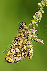 Gelbwürfeliger Dickkopffalter Carterocephalus palaemon