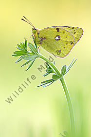 goldene acht colias hyale