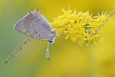 Kleiner Feuerfalter Lycaena phlaeas