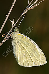 Kleiner-Kohlweißling-Pieris-rapae