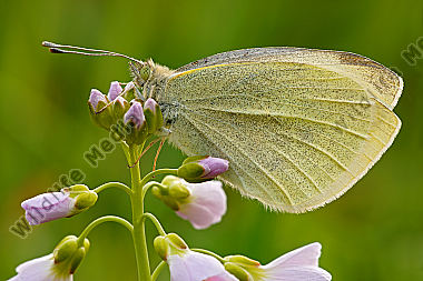 Kleiner-Kohlweißling-Pieris-rapae