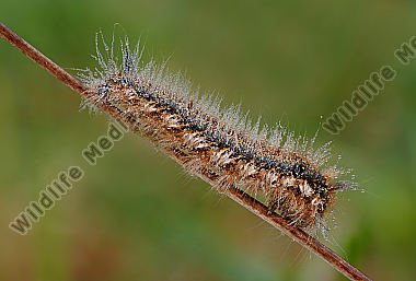 Raupe-Grasglucke-Euthrix-potatoria