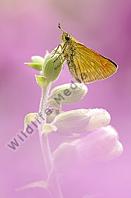 Rostfarbener Dickkopffalter Ochlodes venatus