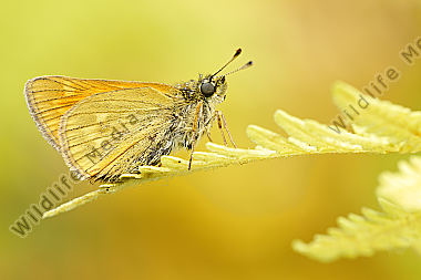 Rostfarbener Dickkopffalter Ochlodes venatus