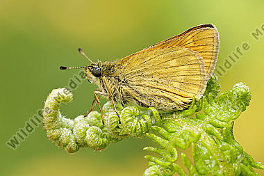 Rostfarbener Dickkopffalter Ochlodes venatus
