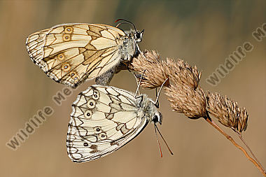 Schachbrettfalter Melanargia galathea
