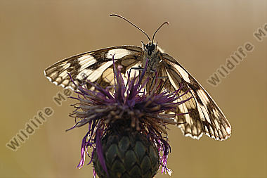 Schachbrettfalter Melanargia galathea